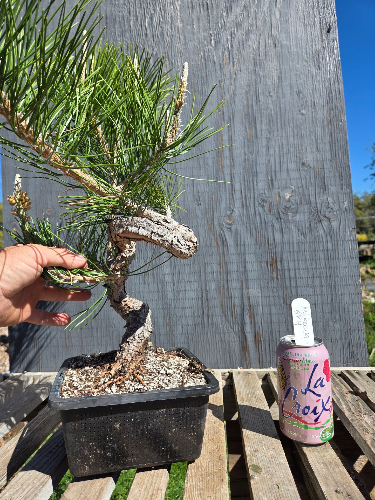 Japanese Black Pine 'Mikawa' JBP sp4