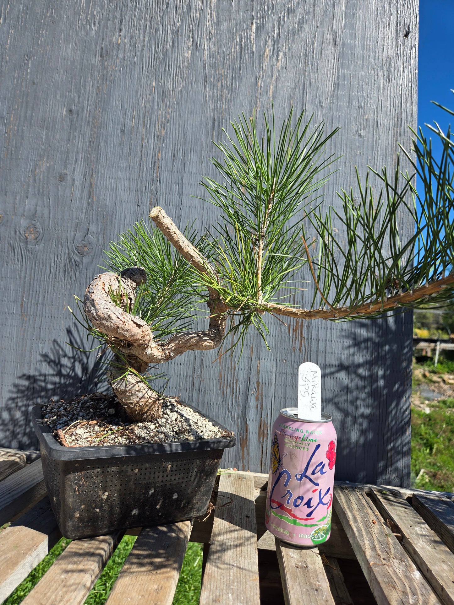 Japanese Black Pine 'Mikawa' JBP sp5