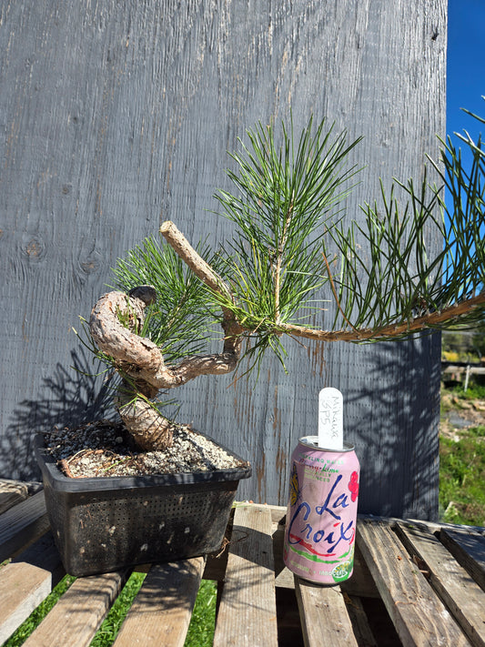 Japanese Black Pine 'Mikawa' JBP sp5