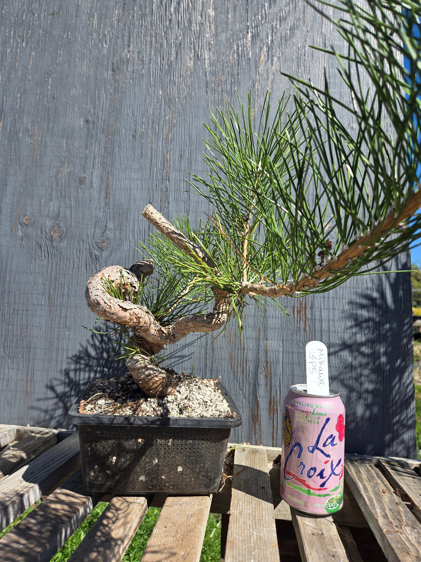 Japanese Black Pine 'Mikawa' JBP sp5