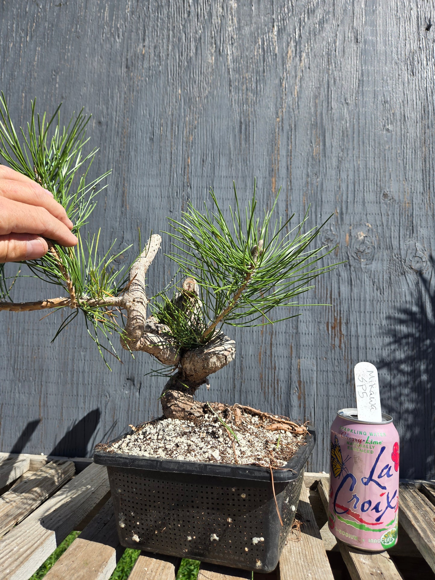 Japanese Black Pine 'Mikawa' JBP sp5