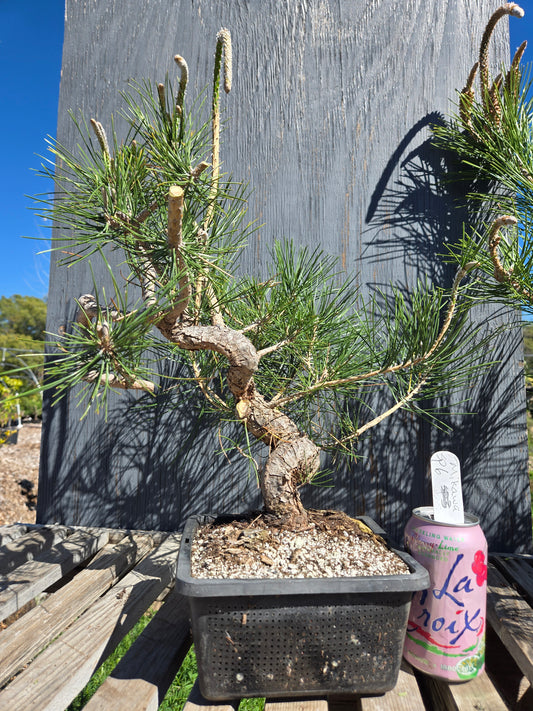 Japanese Black Pine 'Mikawa' JBP sp6