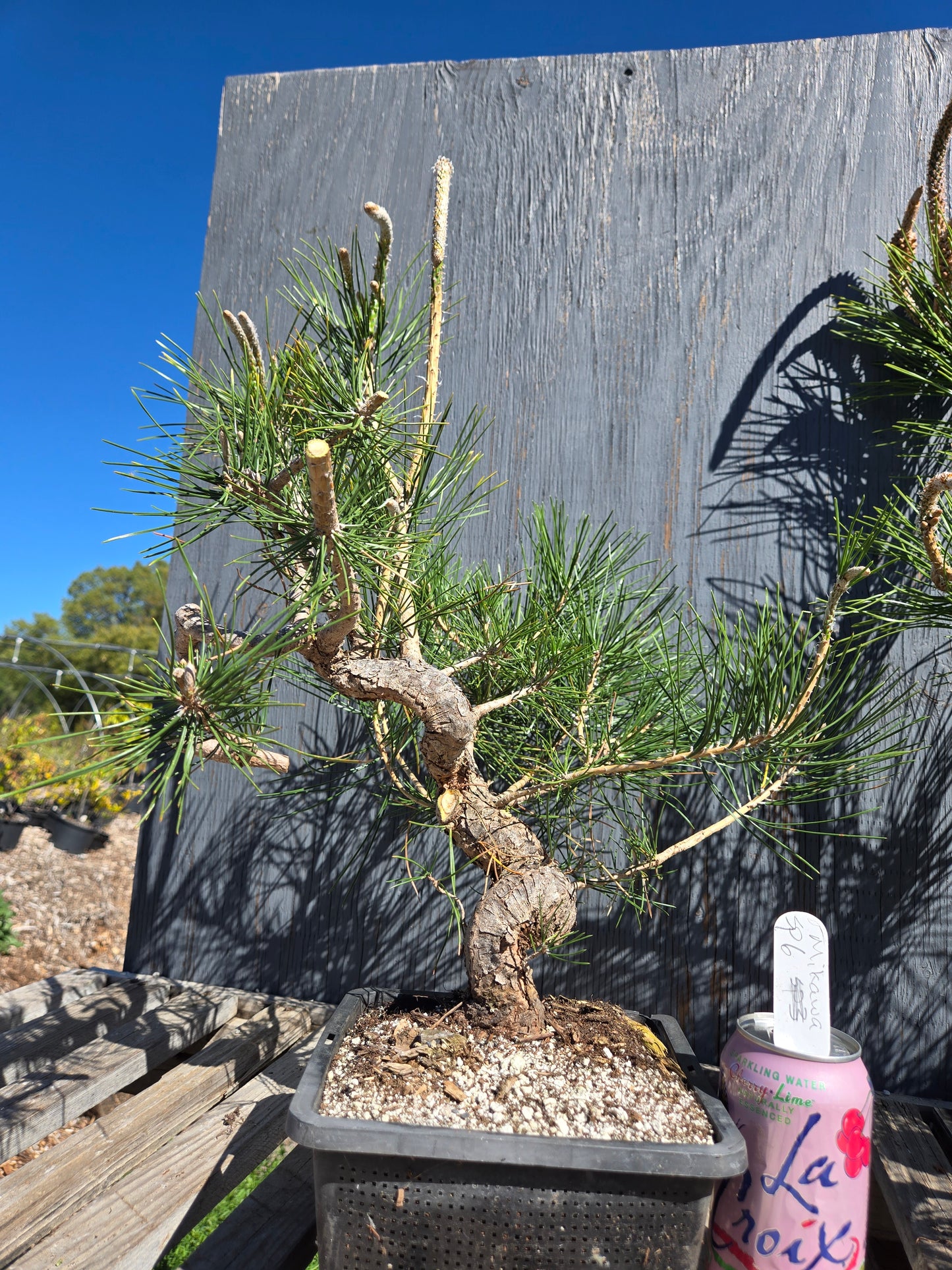 Japanese Black Pine 'Mikawa' JBP sp6
