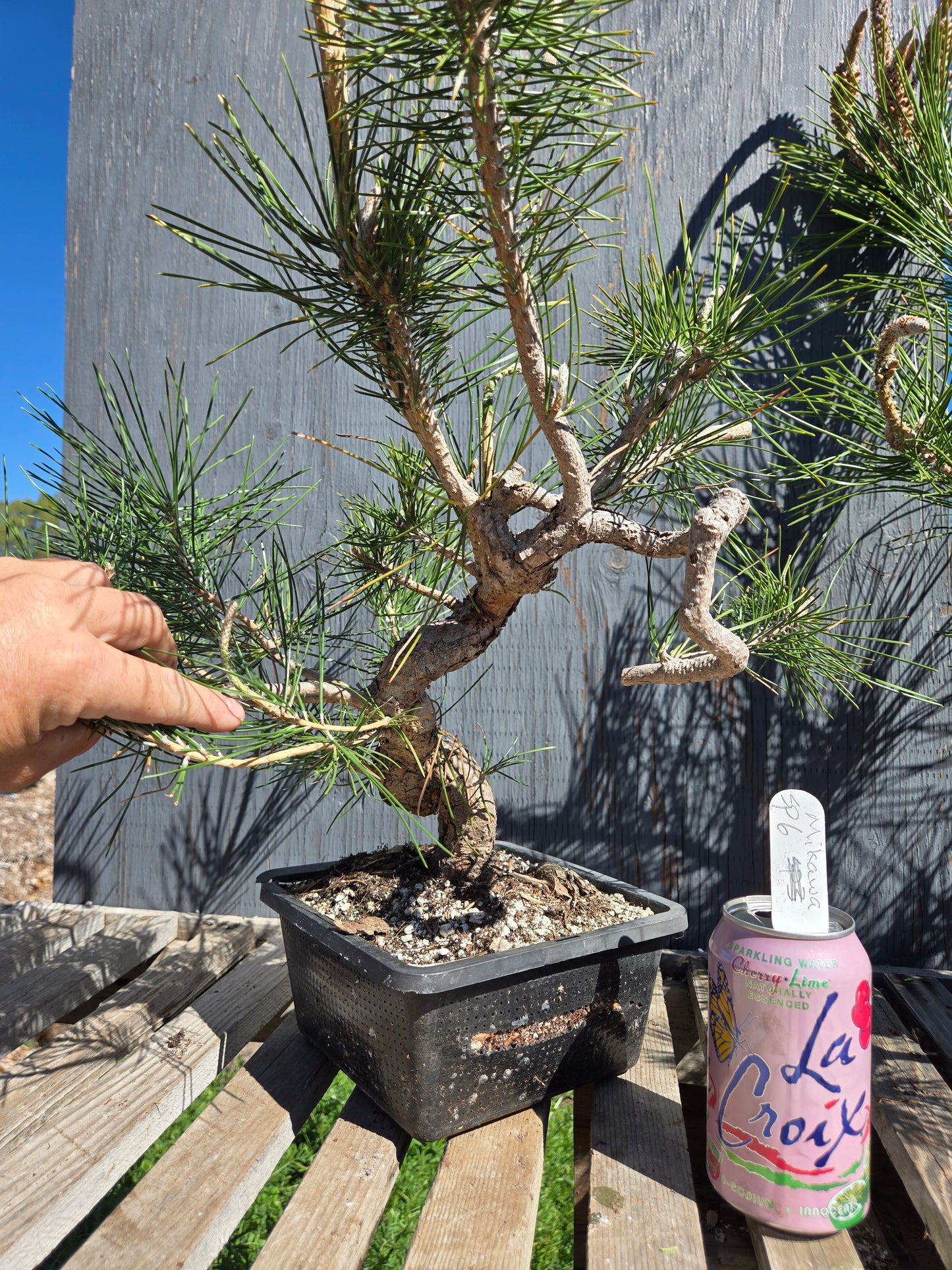 Japanese Black Pine 'Mikawa' JBP sp6