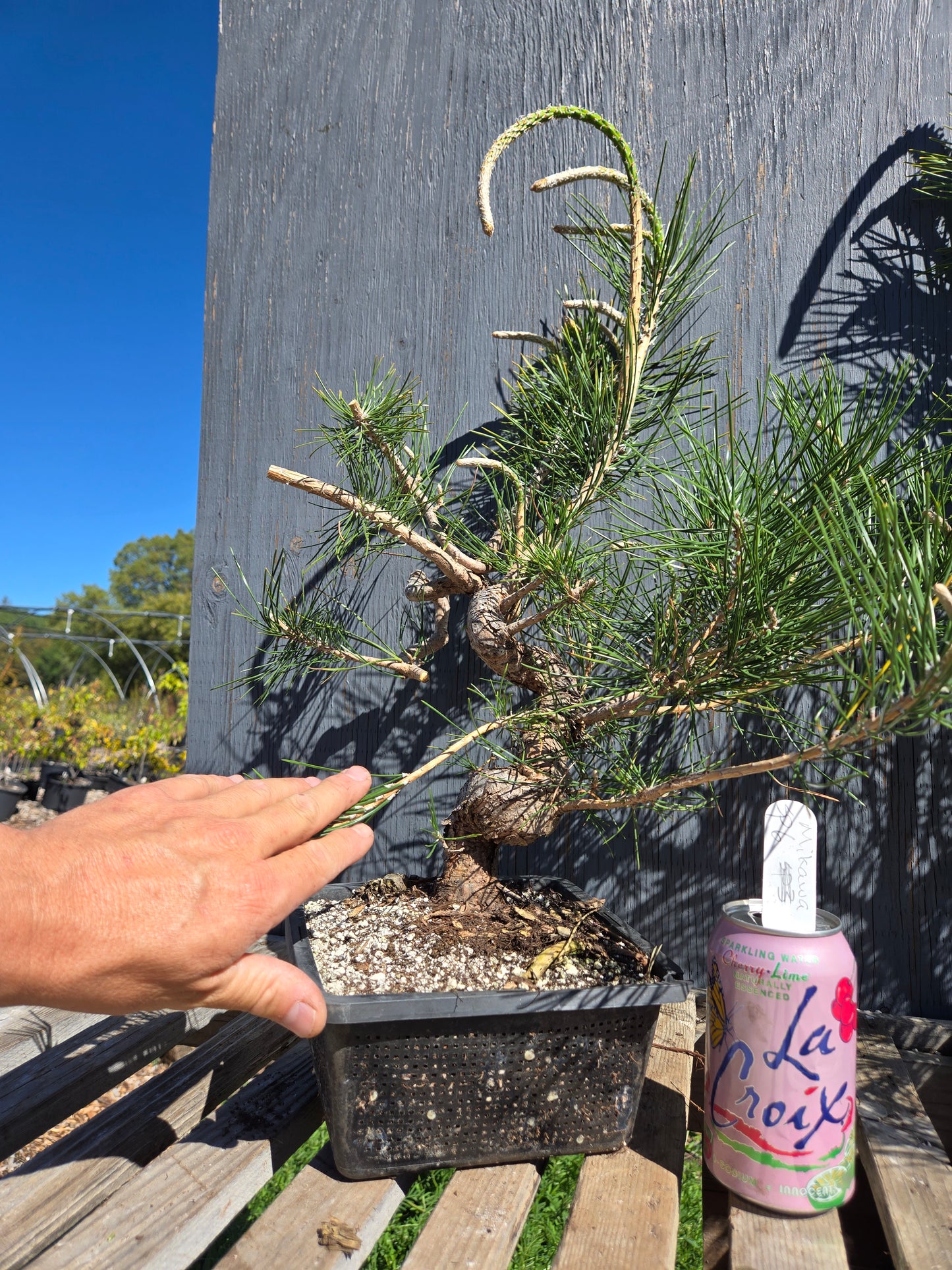 Japanese Black Pine 'Mikawa' JBP sp6