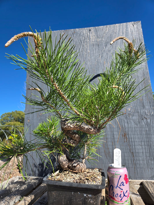Japanese Black Pine 'Mikawa' JBP sp7