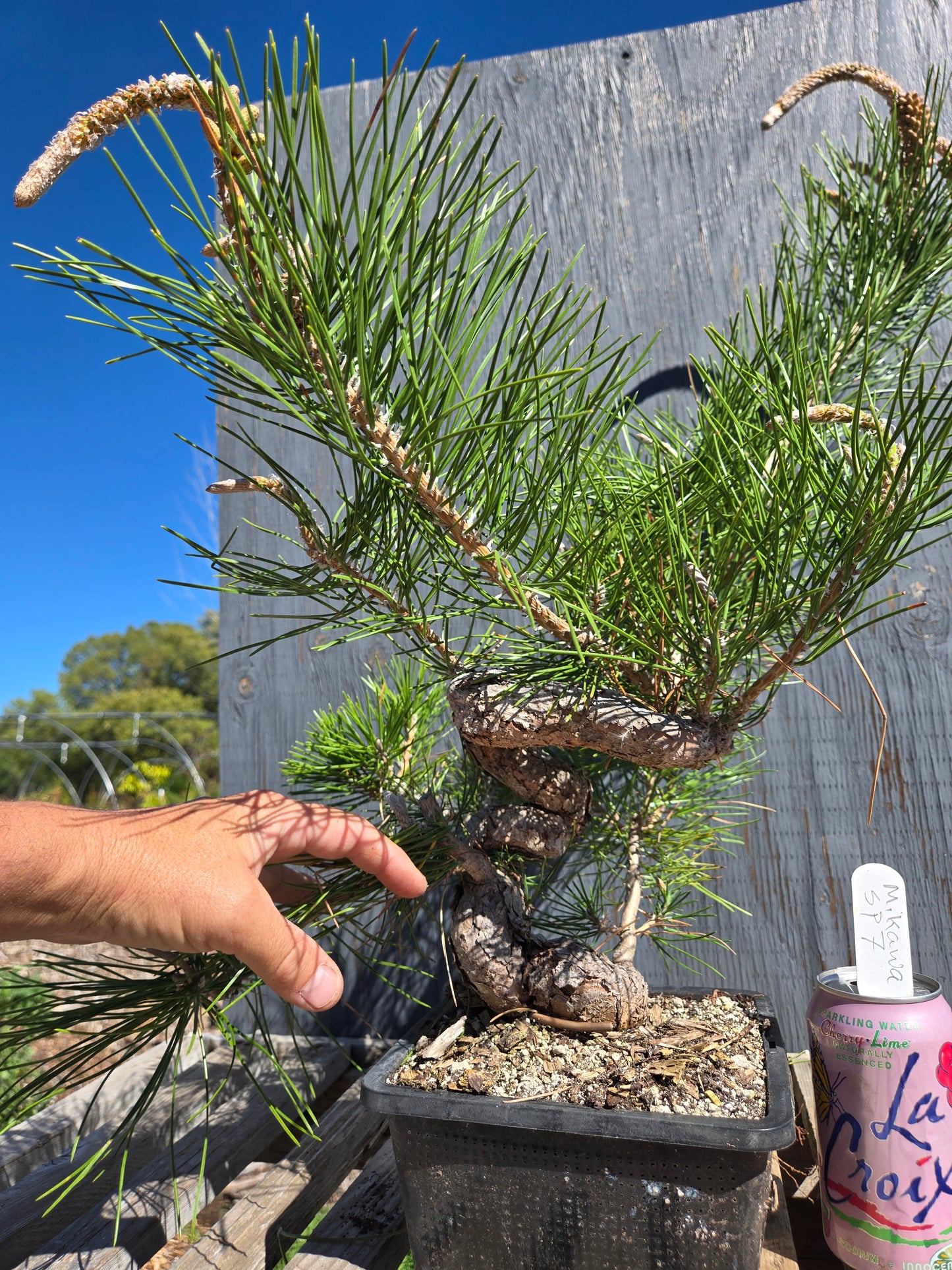 Japanese Black Pine 'Mikawa' JBP sp7