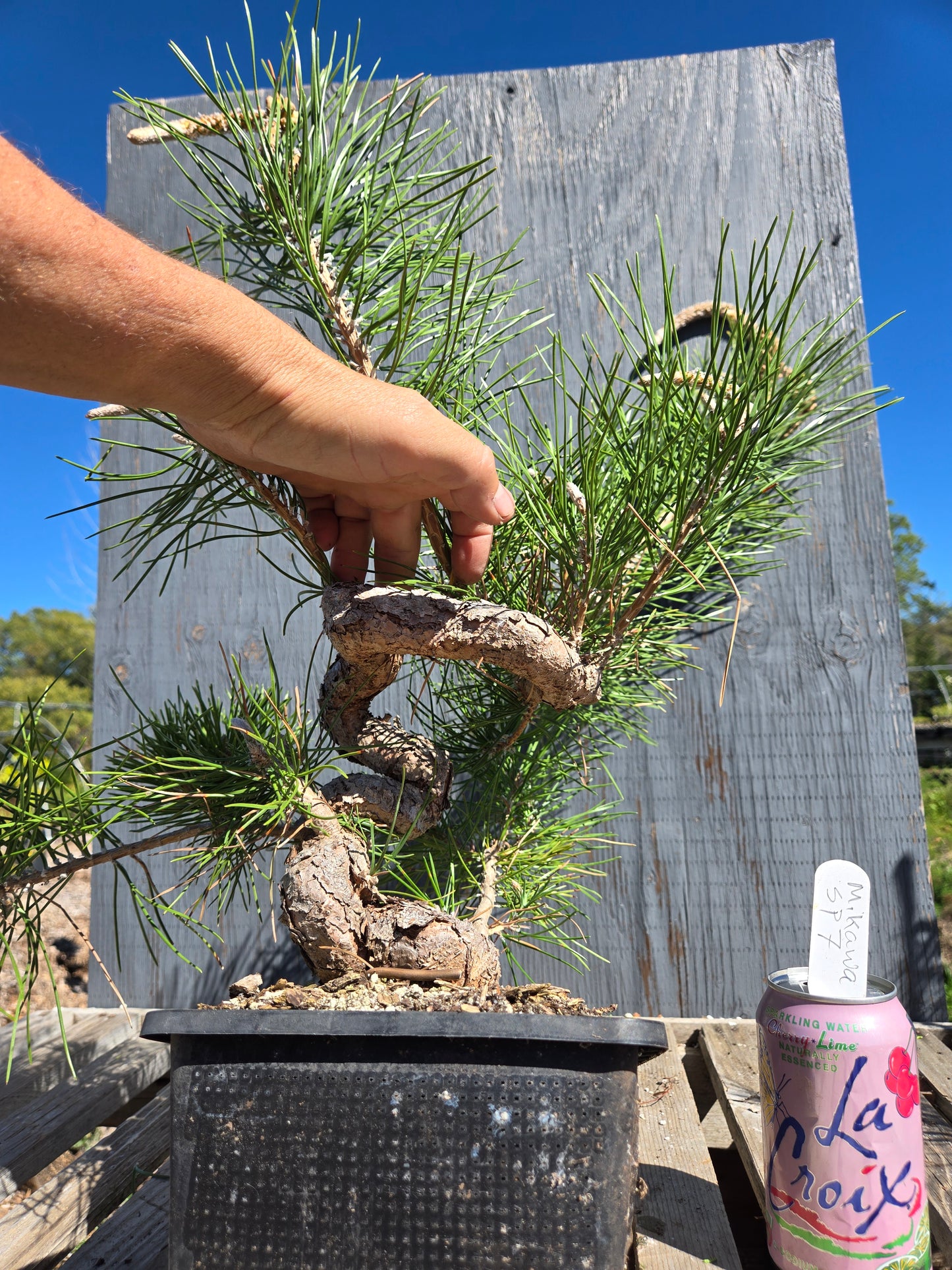 Japanese Black Pine 'Mikawa' JBP sp7