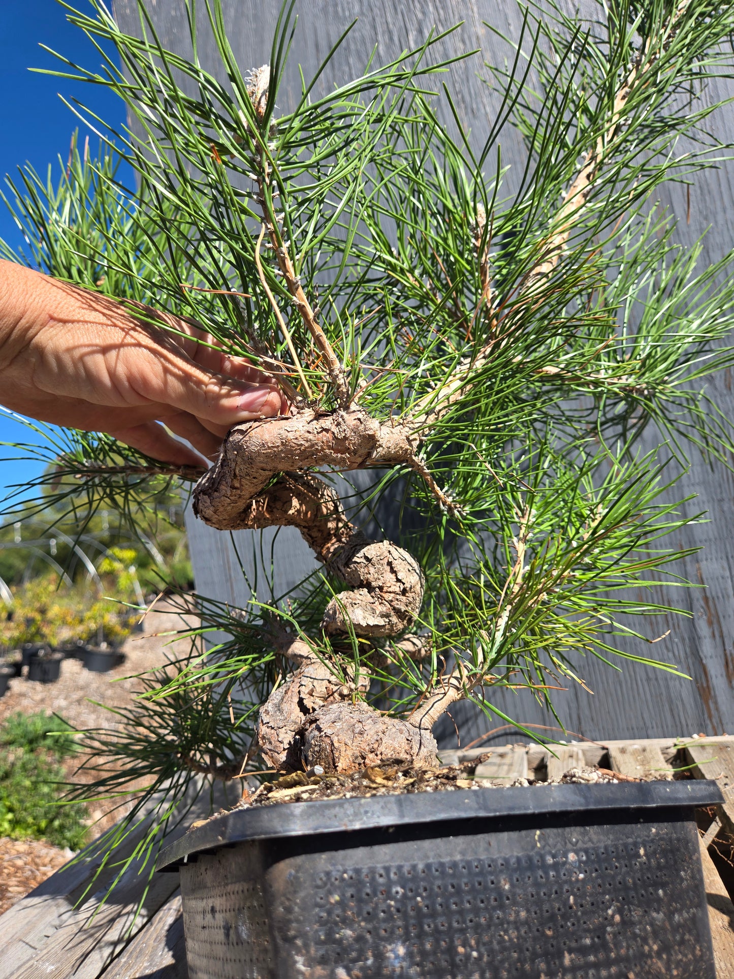 Japanese Black Pine 'Mikawa' JBP sp7