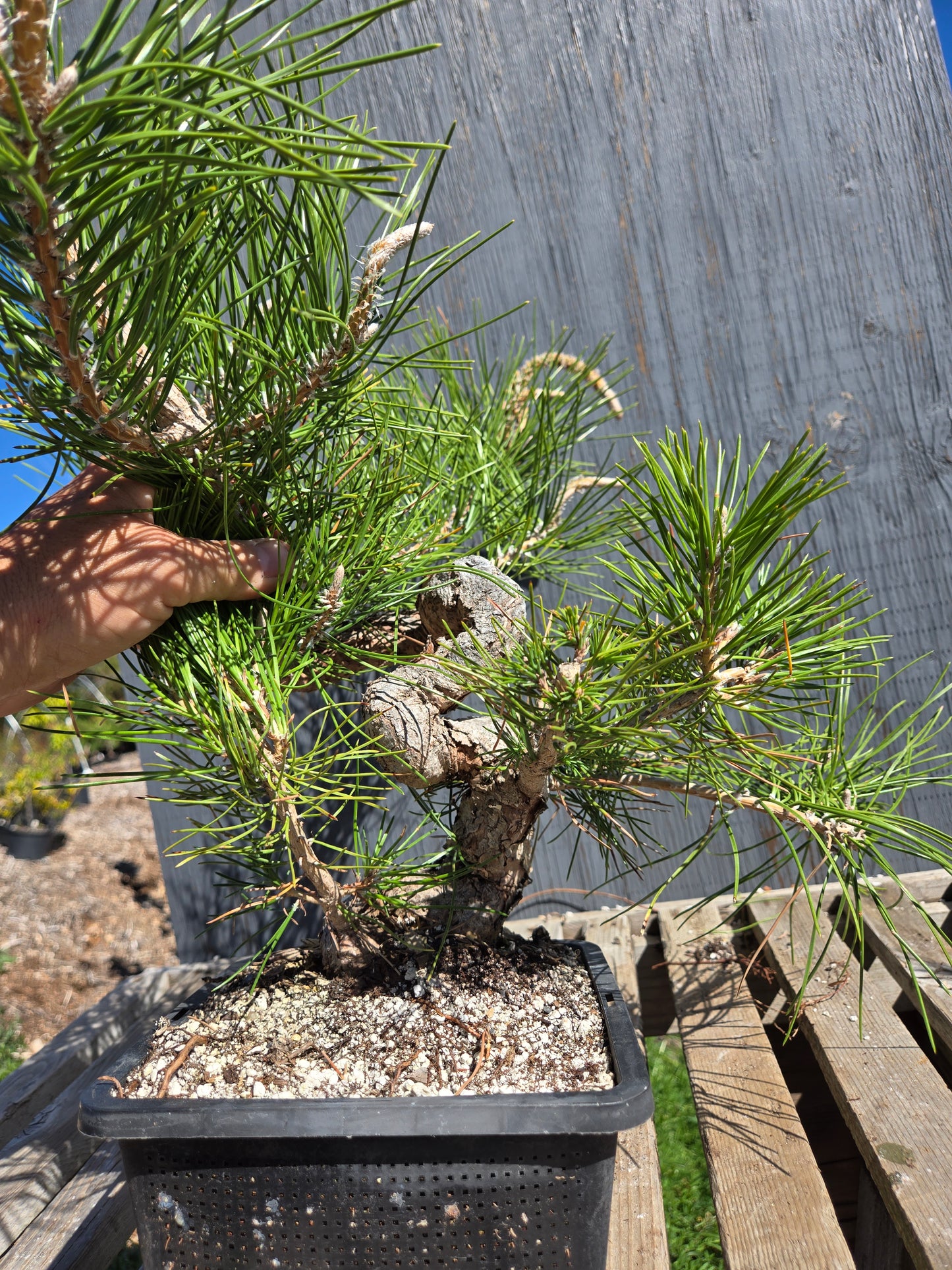 Japanese Black Pine 'Mikawa' JBP sp7