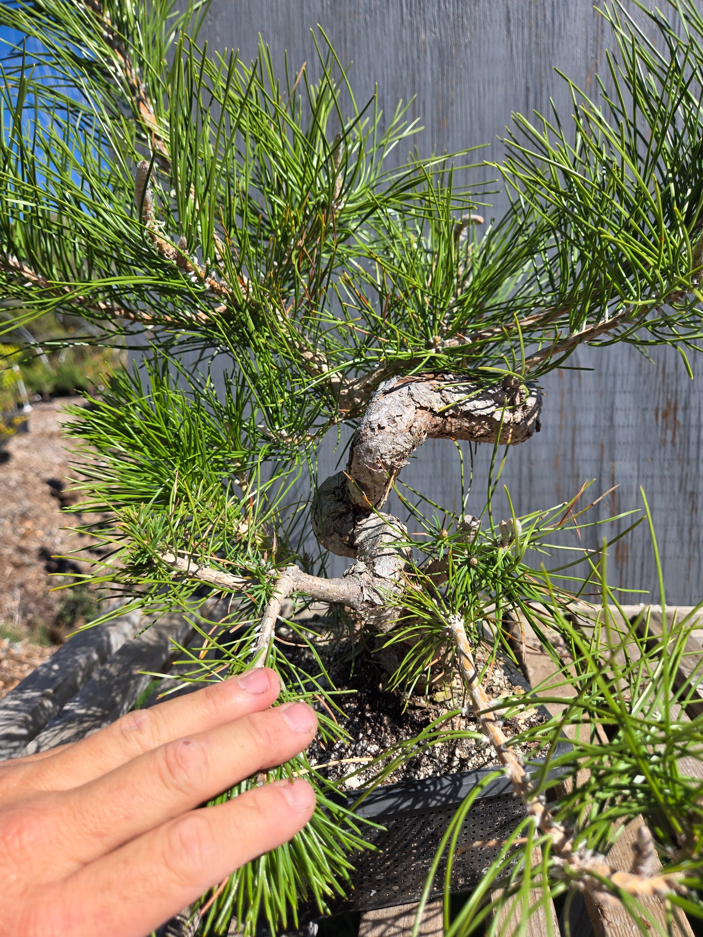 Japanese Black Pine 'Mikawa' JBP sp7