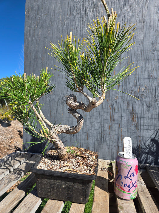 Japanese Black Pine 'Mikawa' JBP sp8
