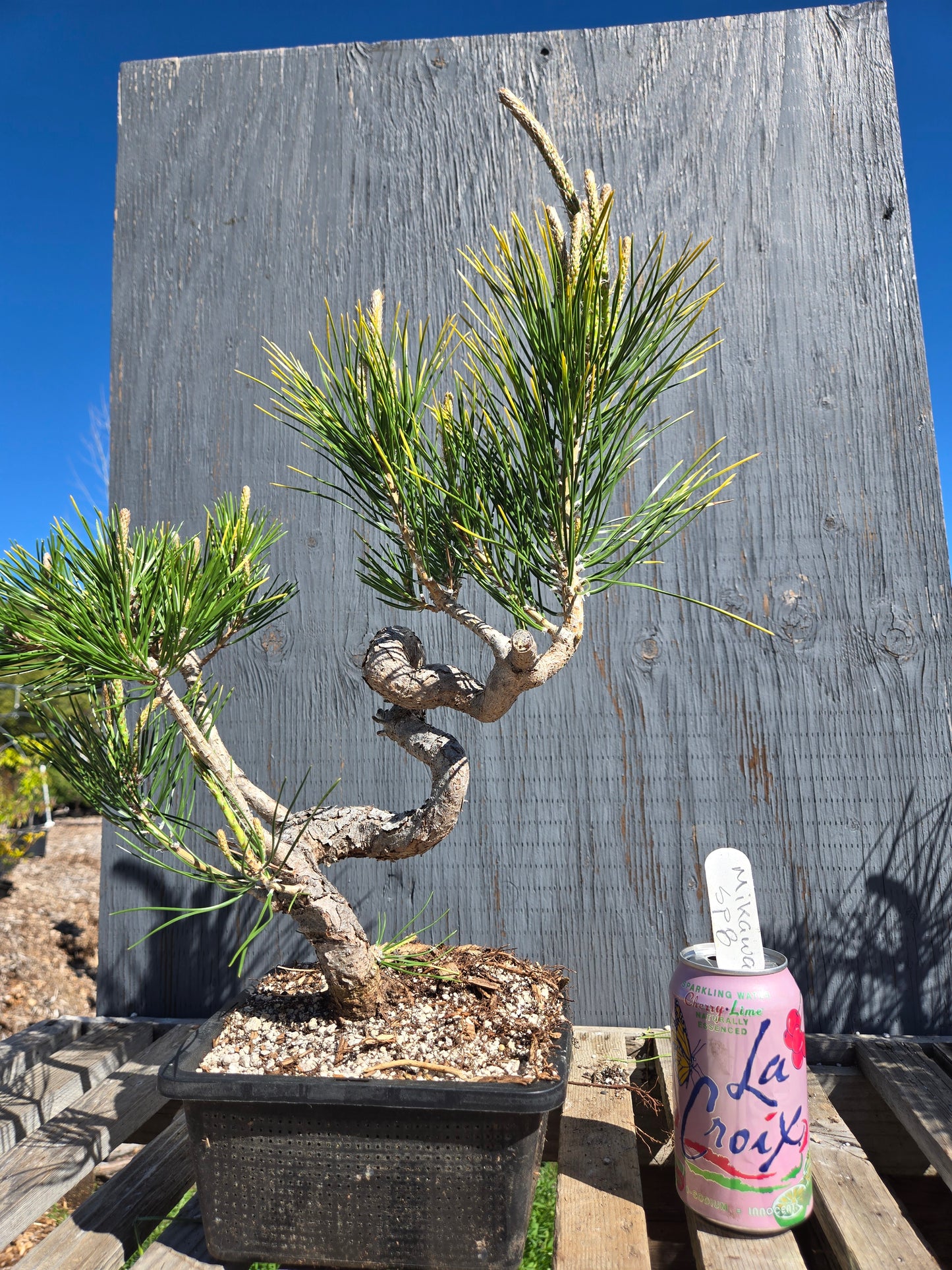 Japanese Black Pine 'Mikawa' JBP sp8