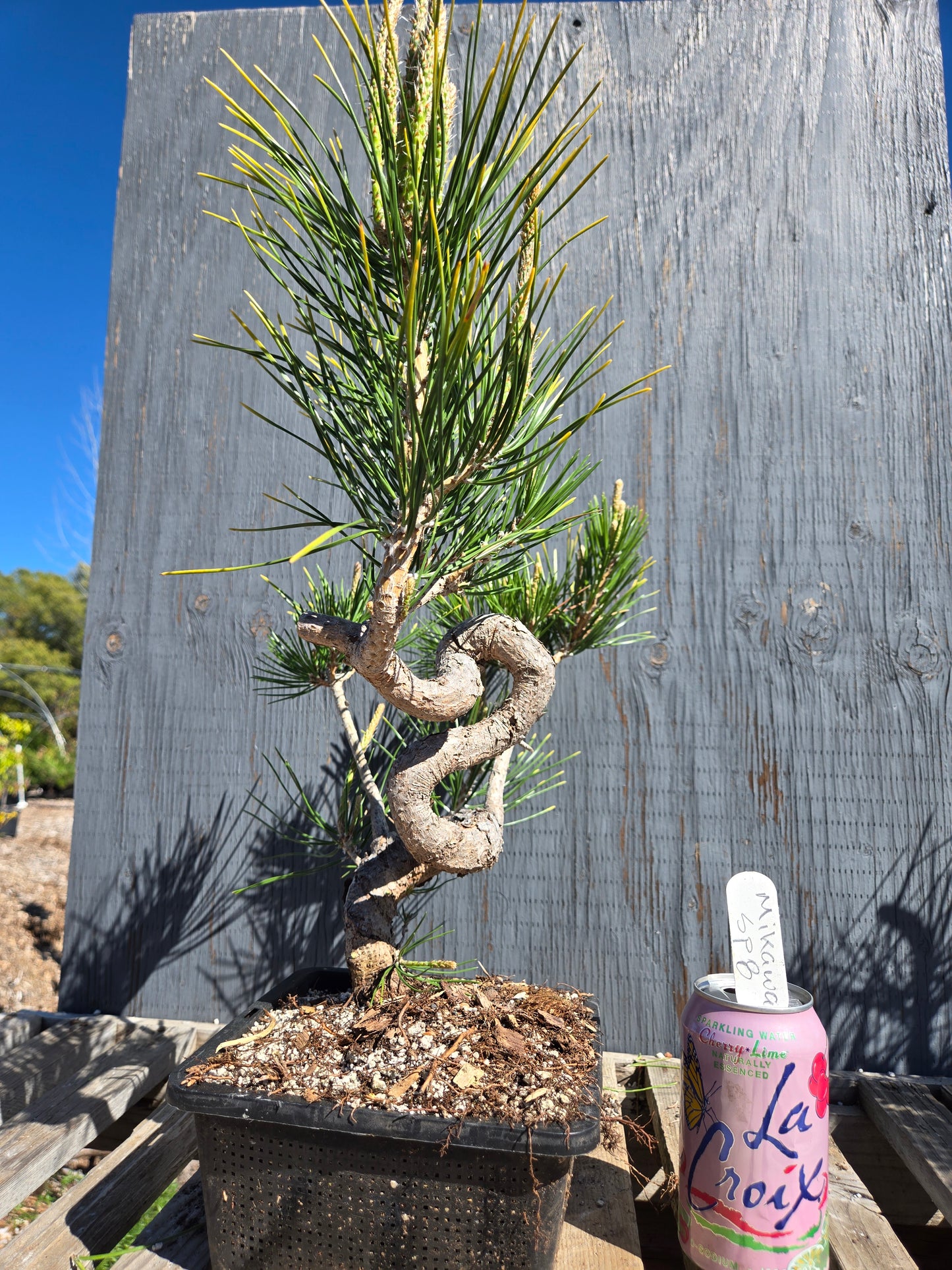 Japanese Black Pine 'Mikawa' JBP sp8