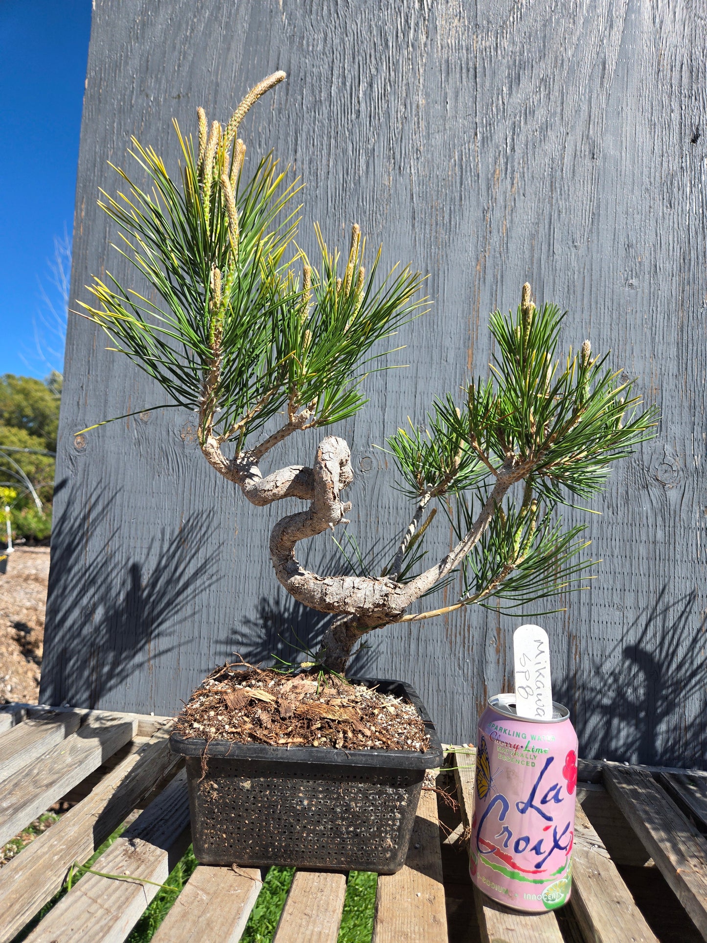 Japanese Black Pine 'Mikawa' JBP sp8
