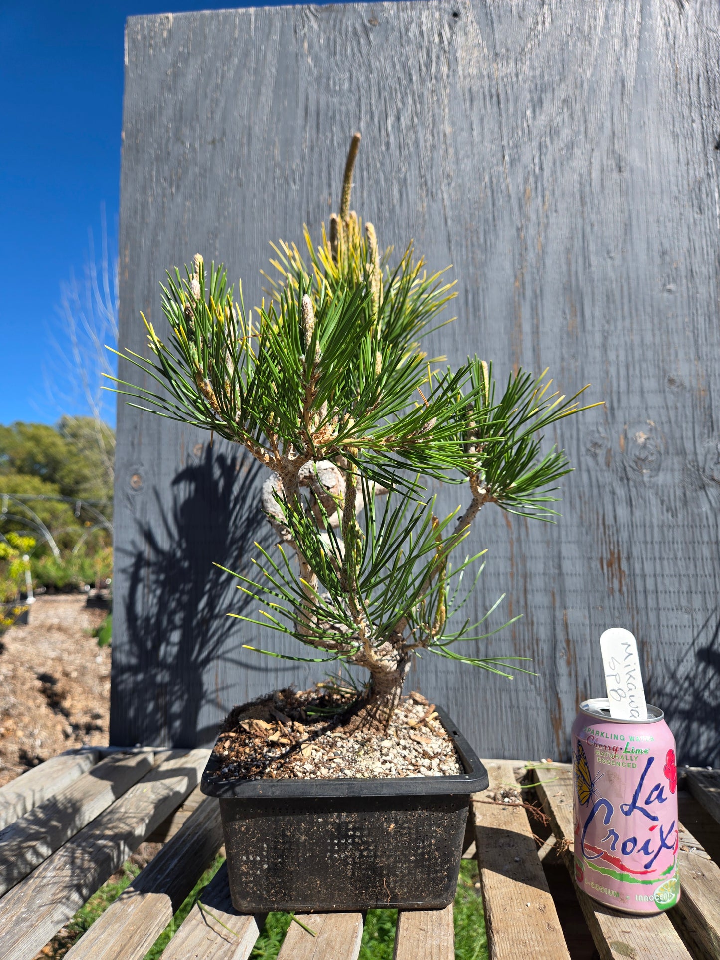 Japanese Black Pine 'Mikawa' JBP sp8
