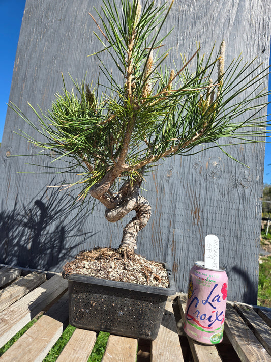 Japanese Black Pine 'Mikawa' JBP sp9