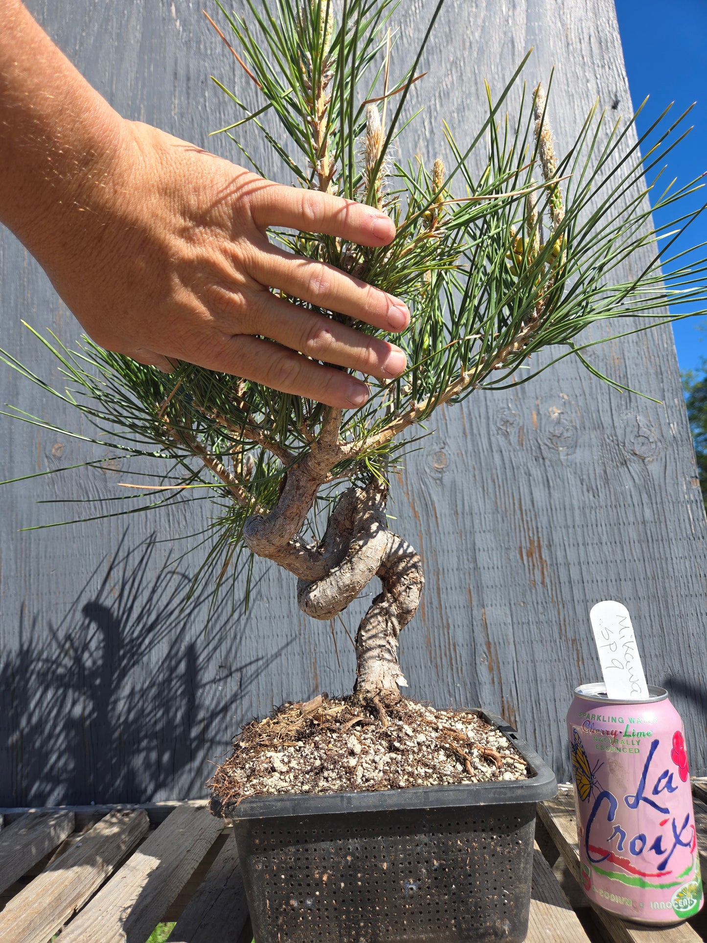 Japanese Black Pine 'Mikawa' JBP sp9