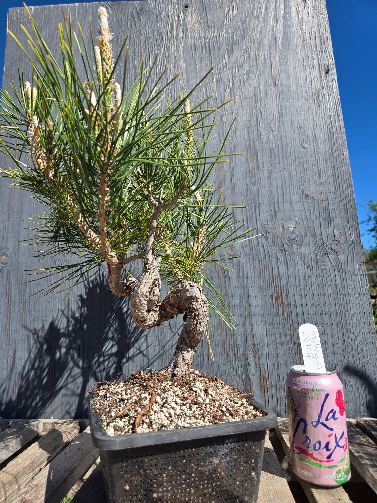 Japanese Black Pine 'Mikawa' JBP sp9
