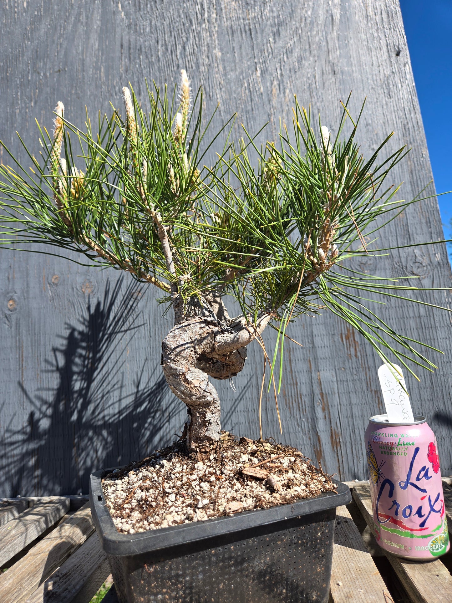 Japanese Black Pine 'Mikawa' JBP sp9