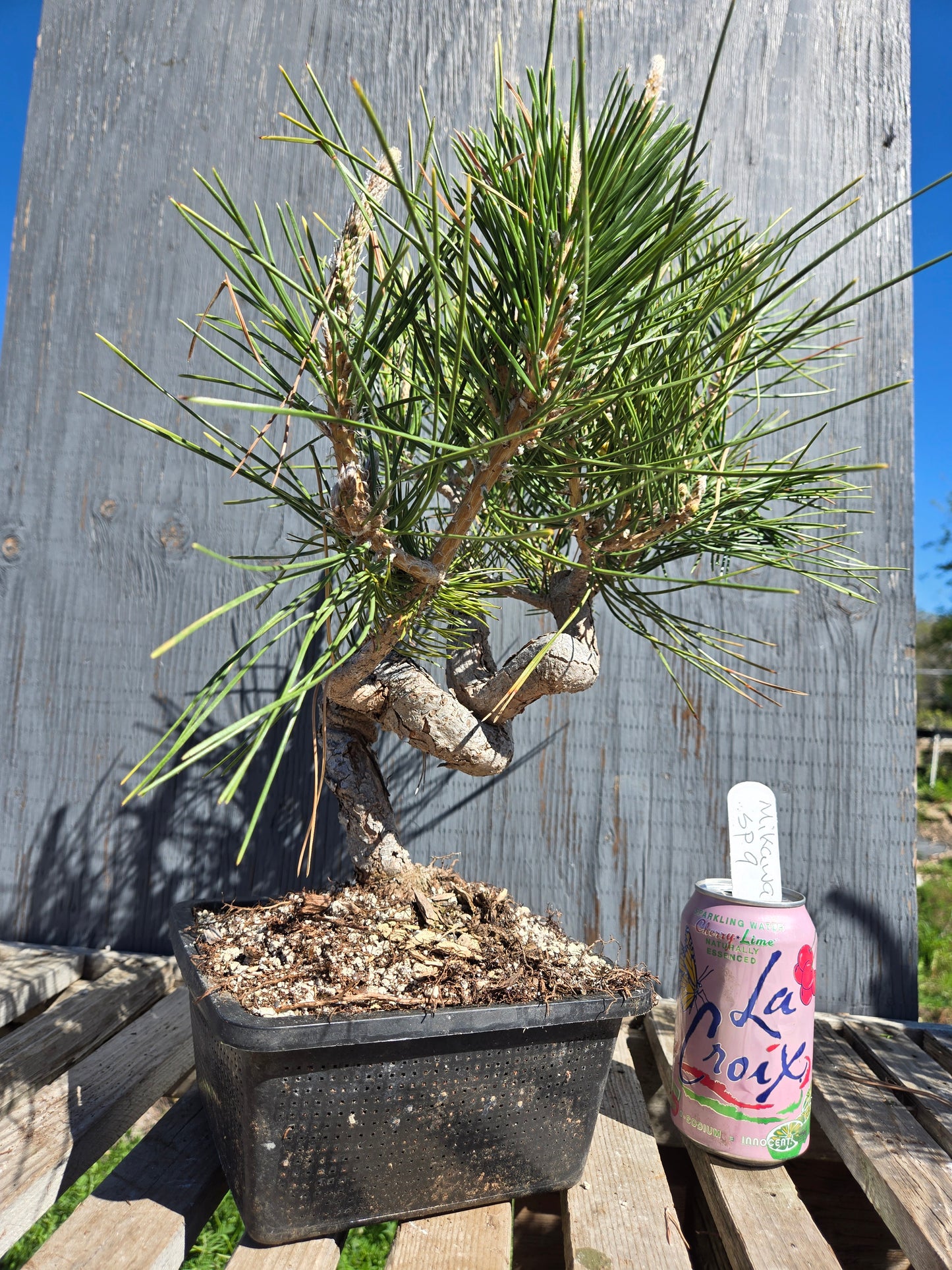 Japanese Black Pine 'Mikawa' JBP sp9