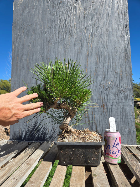 Japanese Black Pine 'Mikawa' JBP sp10