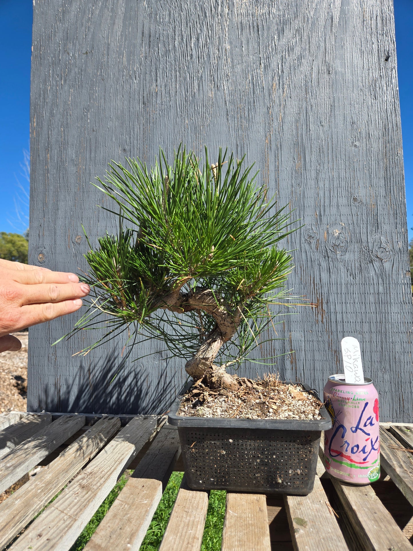 Japanese Black Pine 'Mikawa' JBP sp10