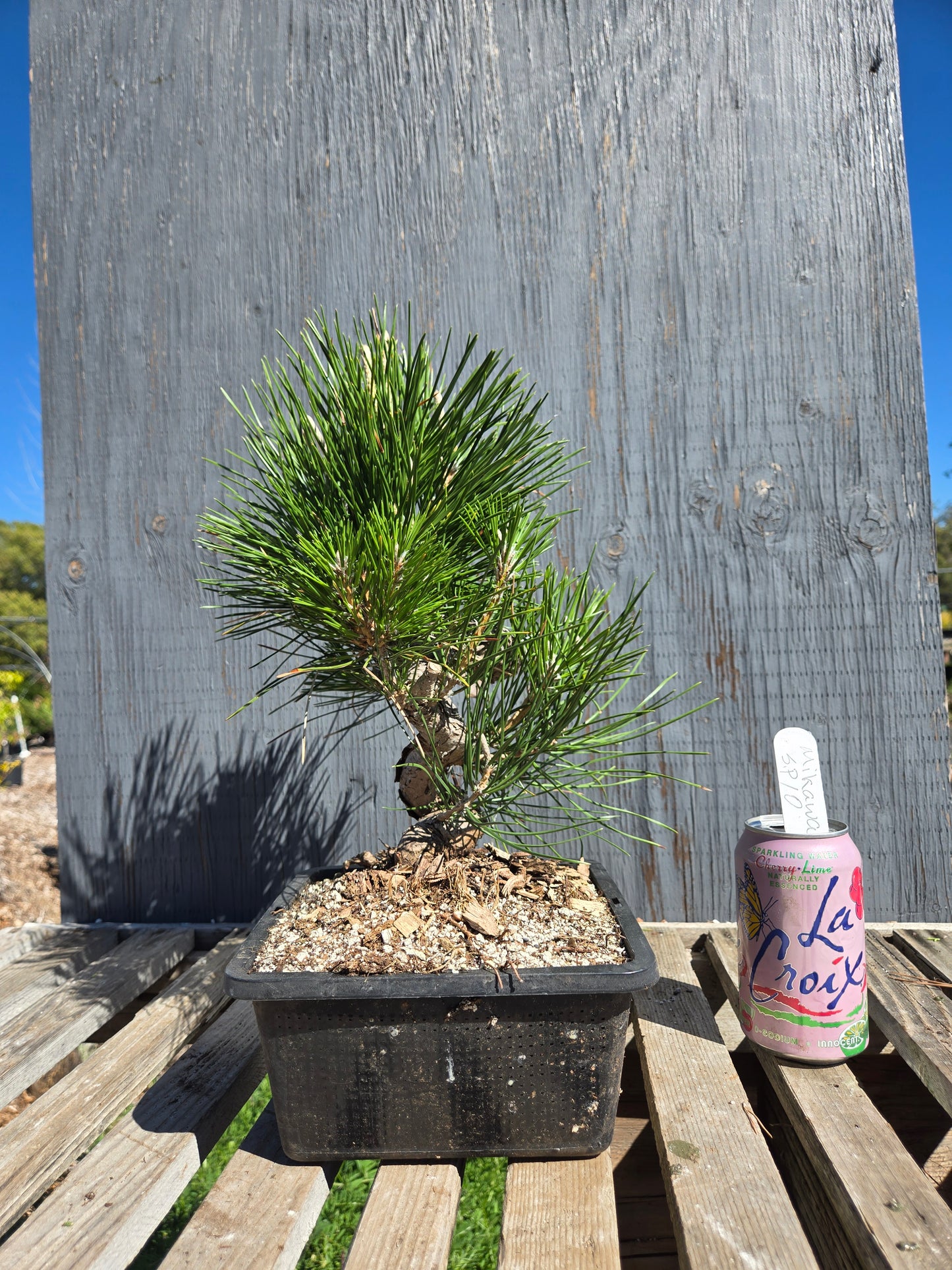 Japanese Black Pine 'Mikawa' JBP sp10