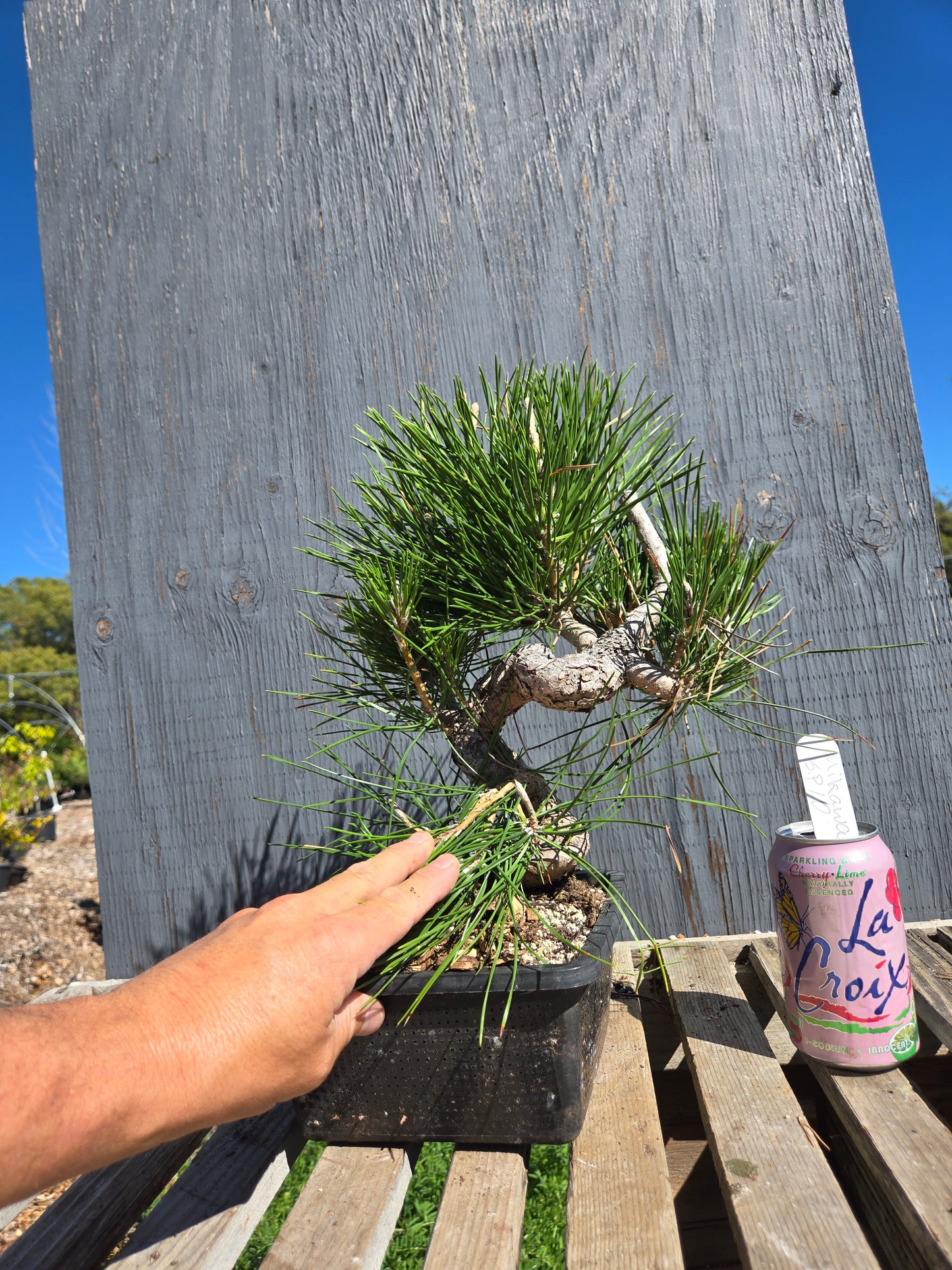 Japanese Black Pine 'Mikawa' JBP sp10