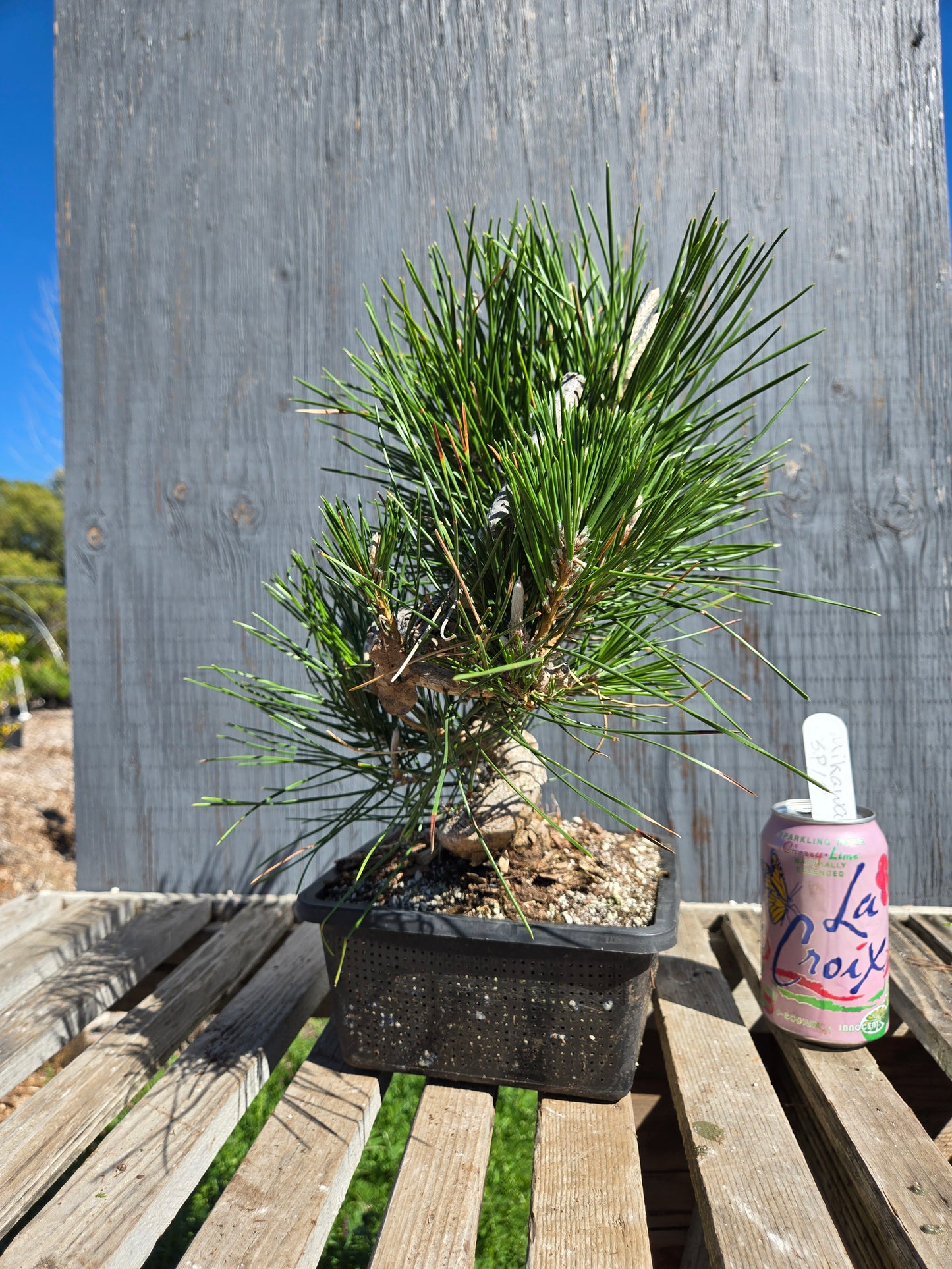 Japanese Black Pine 'Mikawa' JBP sp10