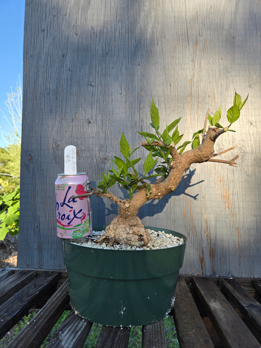 Beauty Berry, Callicarpa japponica, CalliJ sp10