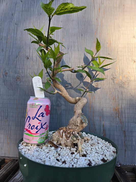 Beauty Berry, Callicarpa japponica, CalliJ sp11