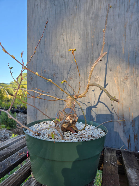 Carpinus coreana, Korean Hornbeam, Ccor sp11