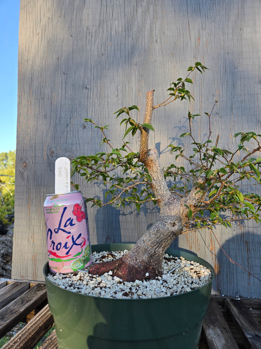 Carpinus japonica, Japanese Hornbeam, Cj sp1