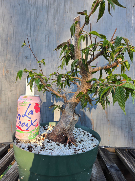 Carpinus japonica, Japanese Hornbeam, Cj sp2