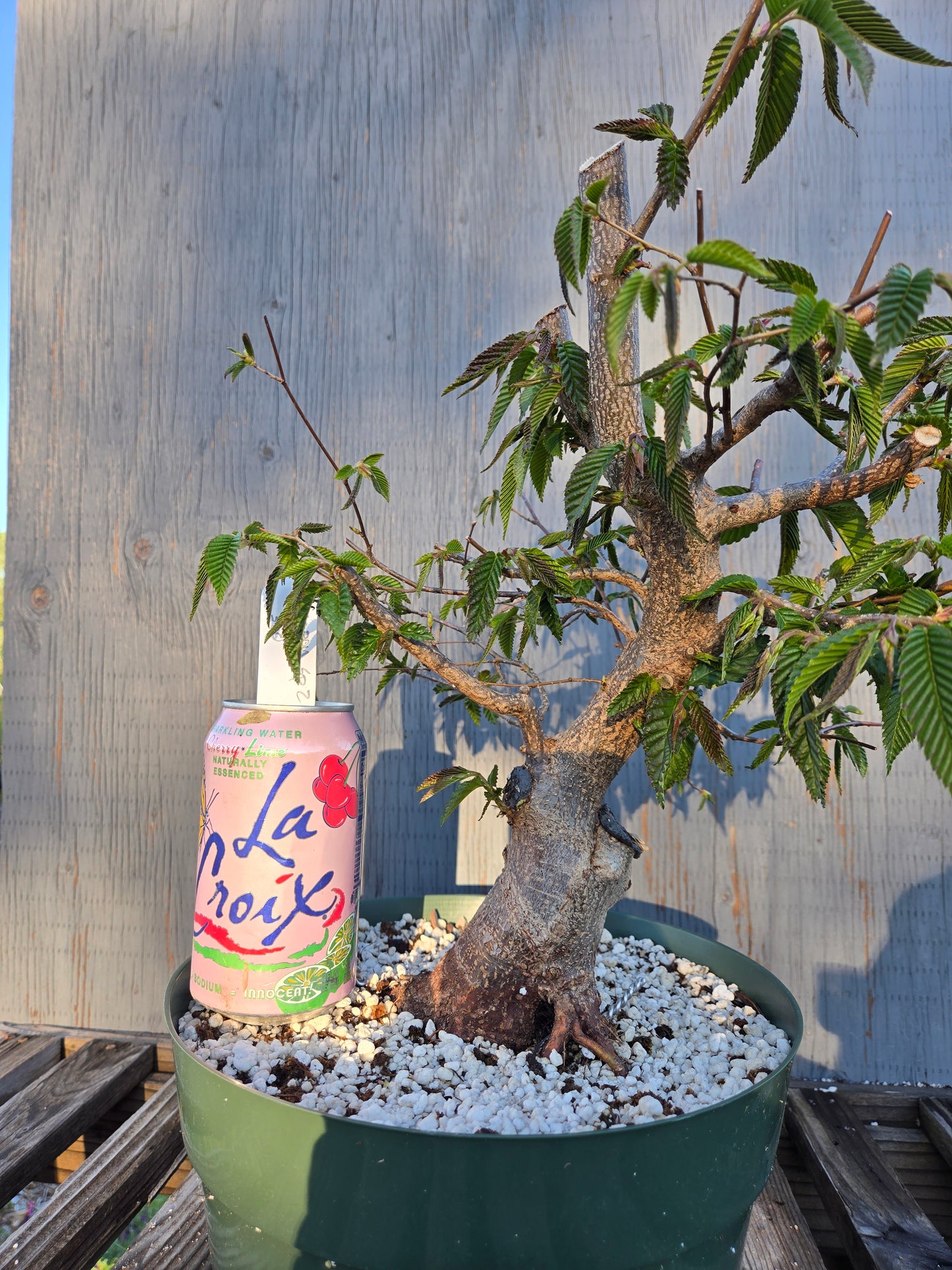 Carpinus japonica, Japanese Hornbeam, Cj sp2