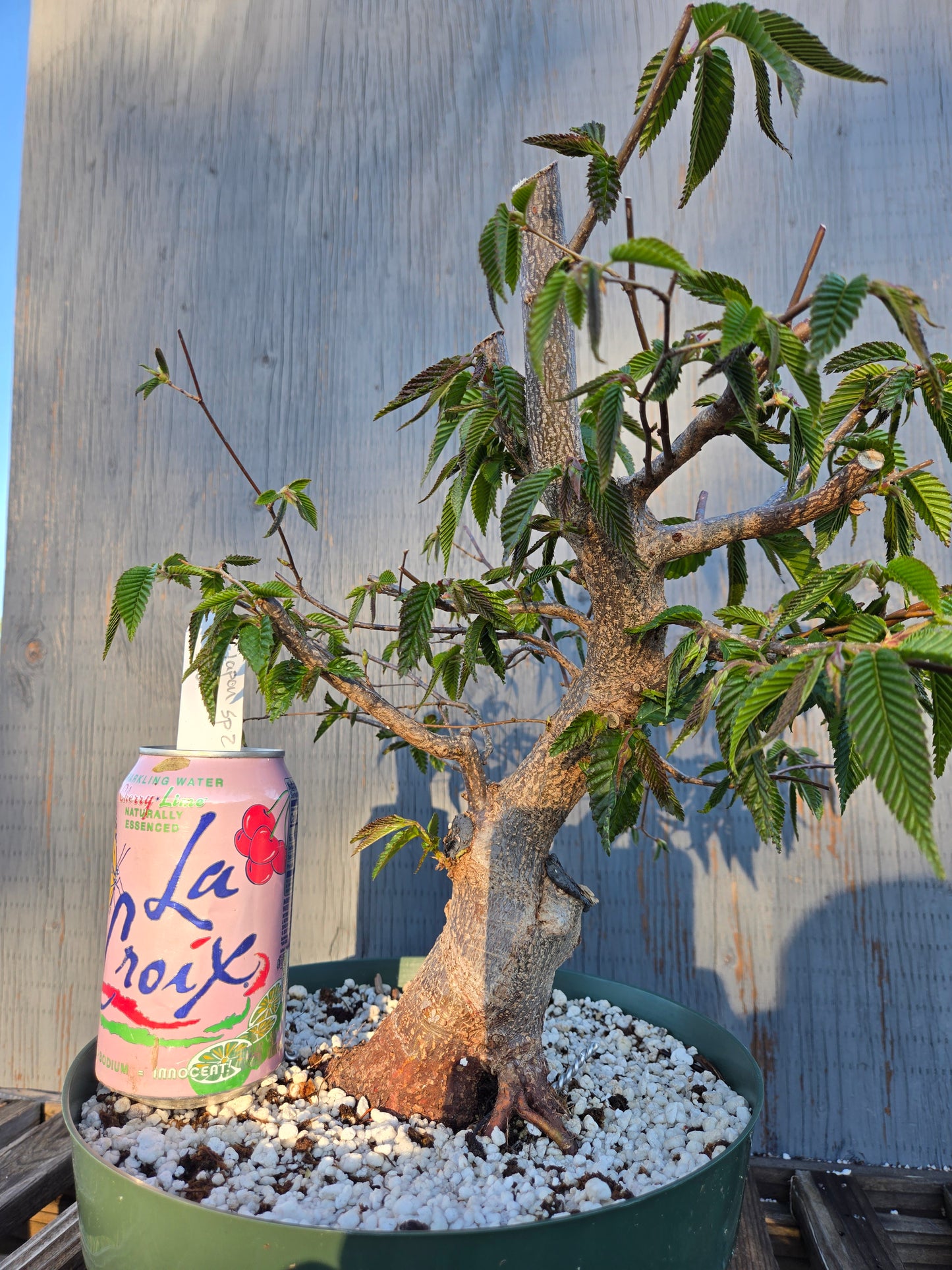 Carpinus japonica, Japanese Hornbeam, Cj sp2