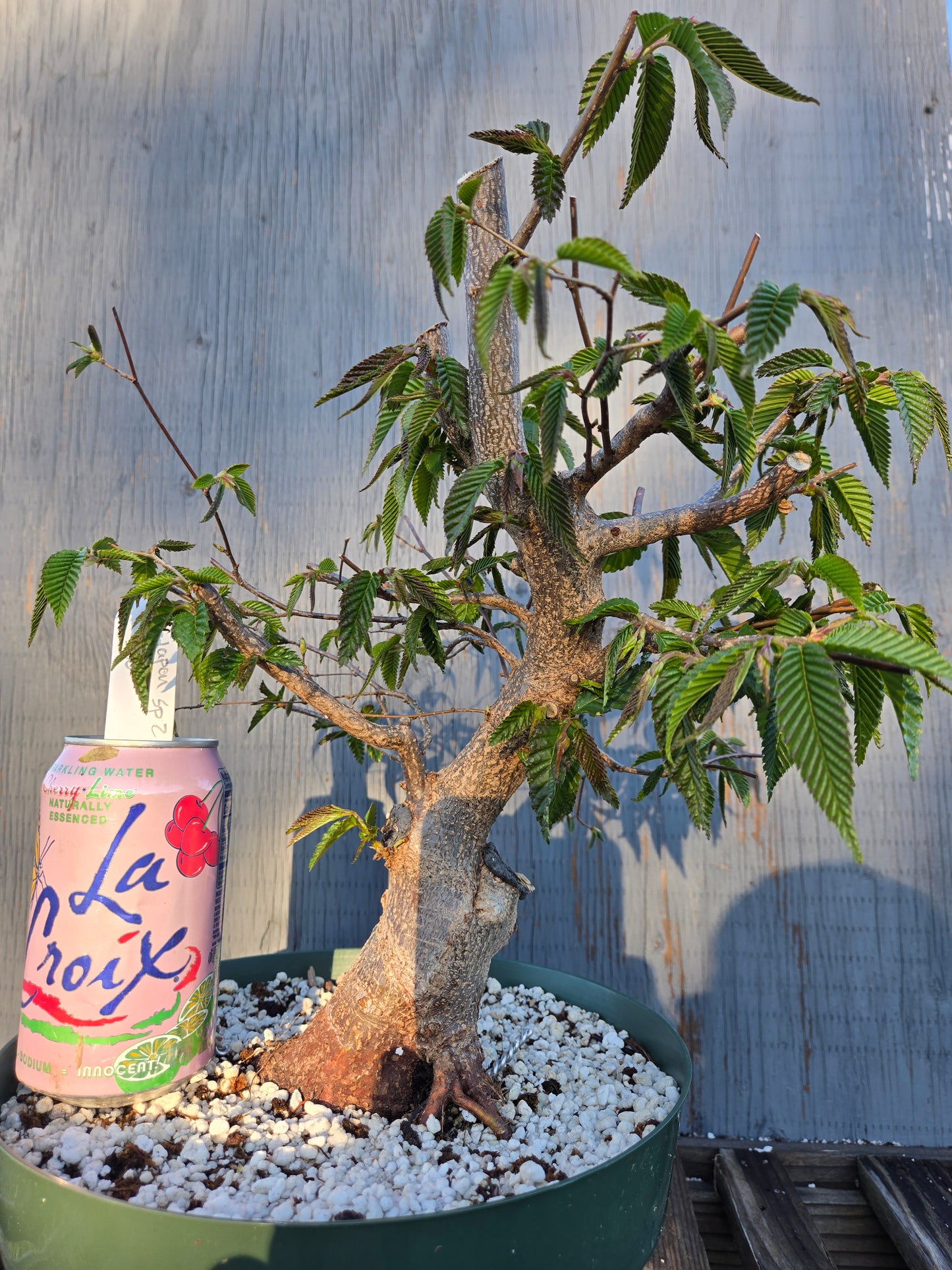 Carpinus japonica, Japanese Hornbeam, Cj sp2