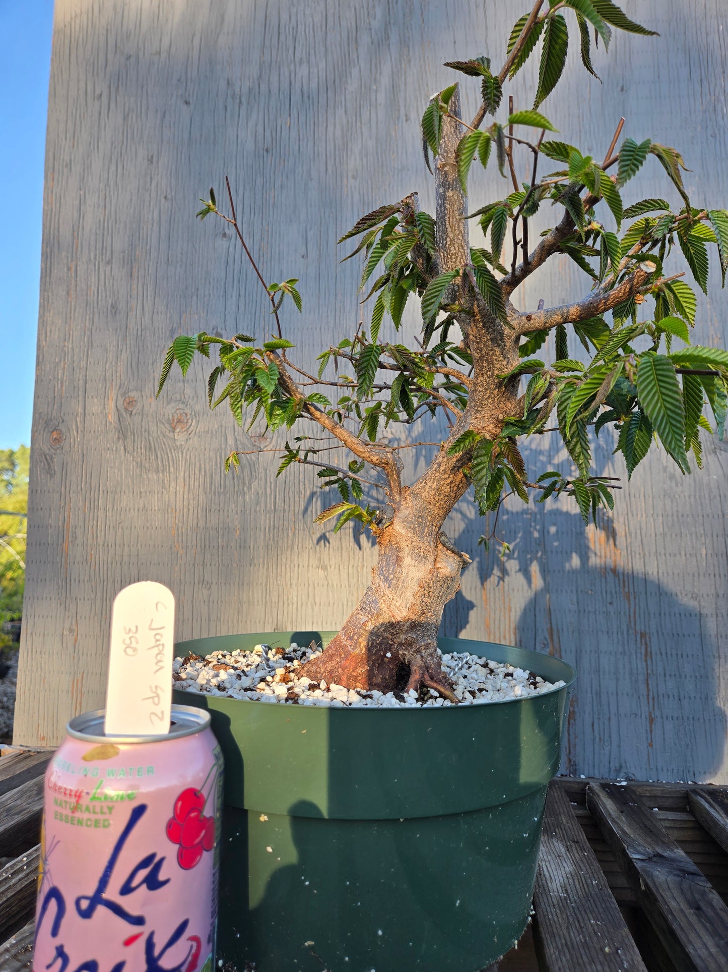 Carpinus japonica, Japanese Hornbeam, Cj sp2
