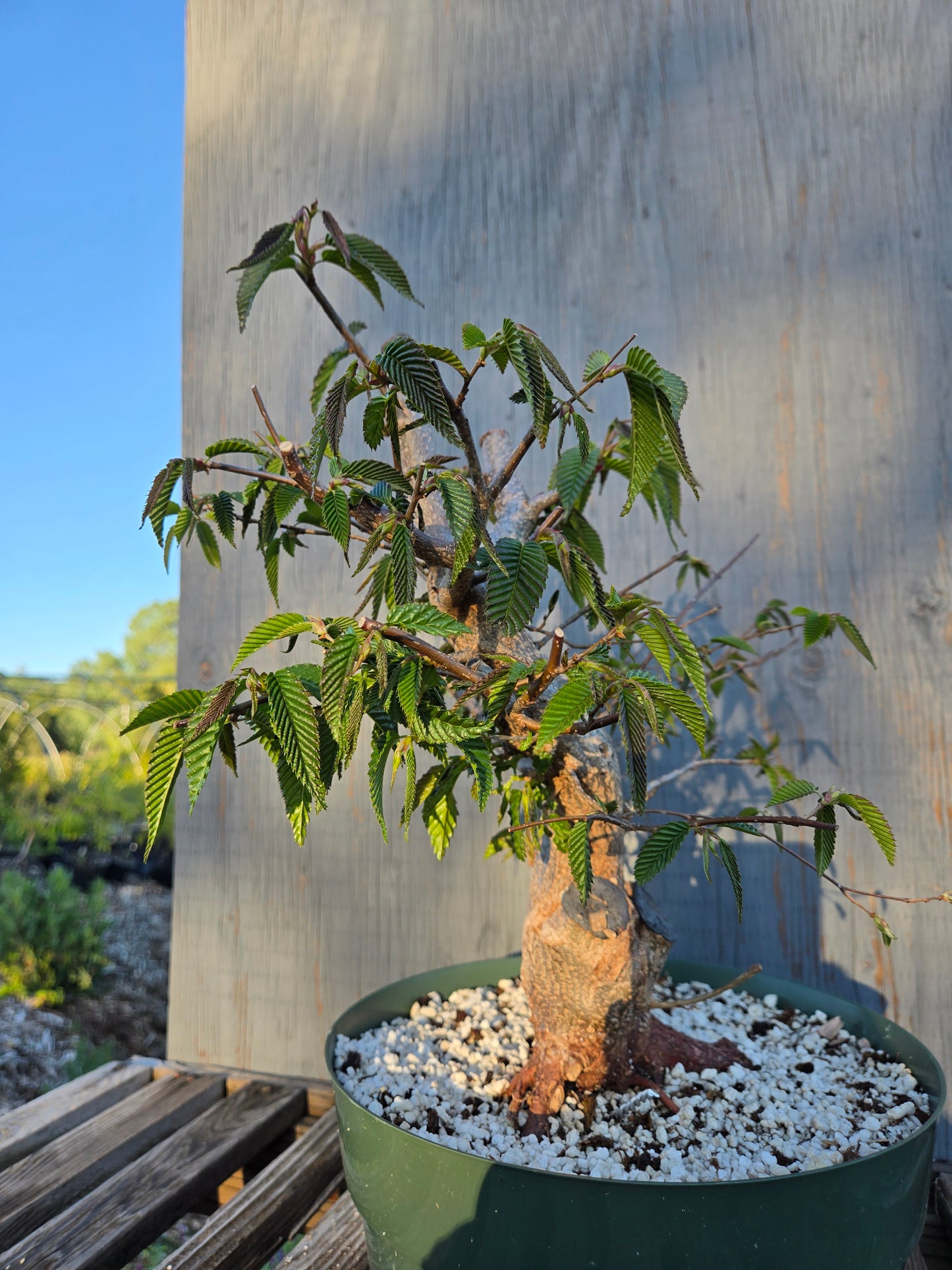 Carpinus japonica, Japanese Hornbeam, Cj sp2