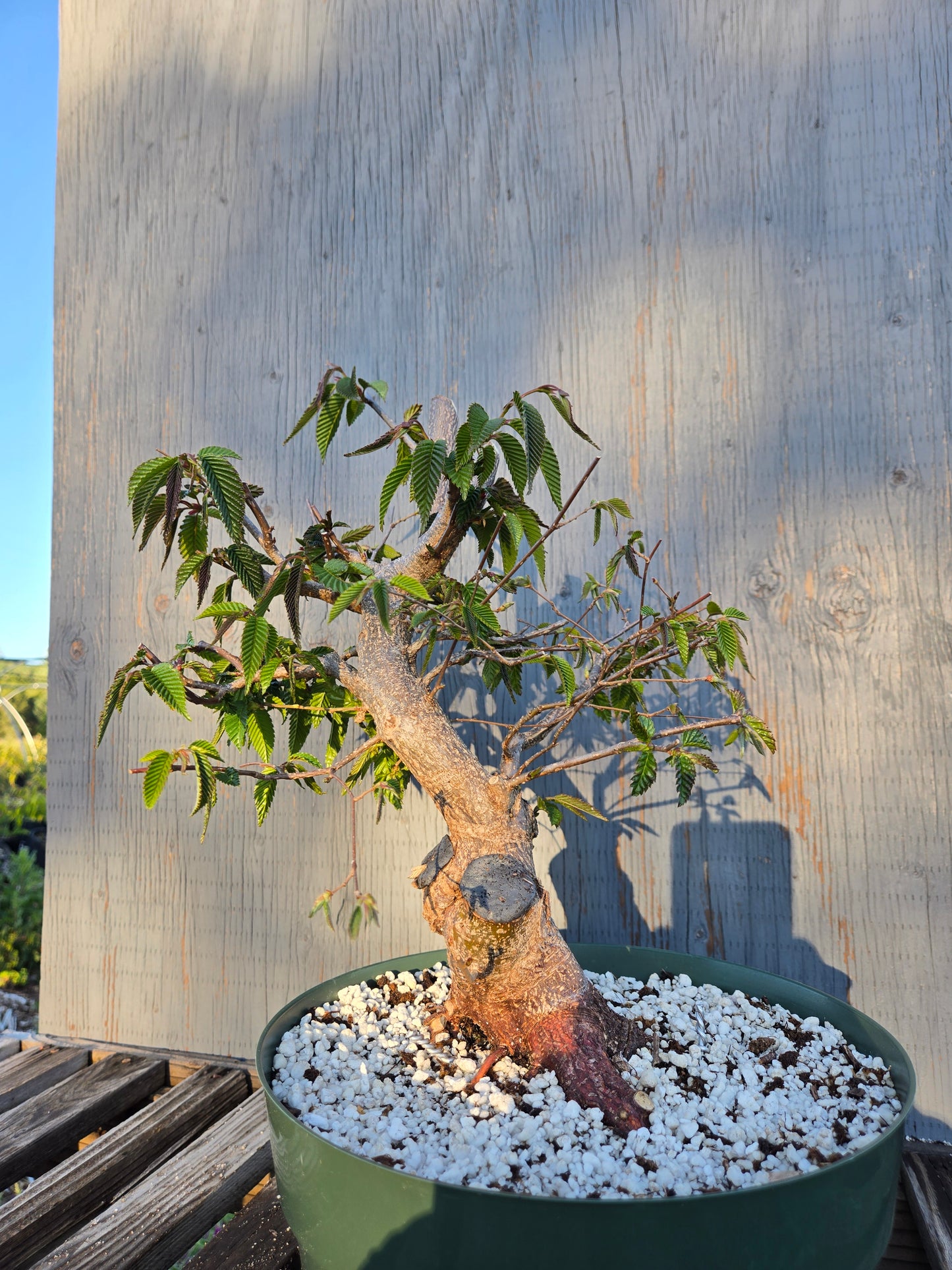 Carpinus japonica, Japanese Hornbeam, Cj sp2