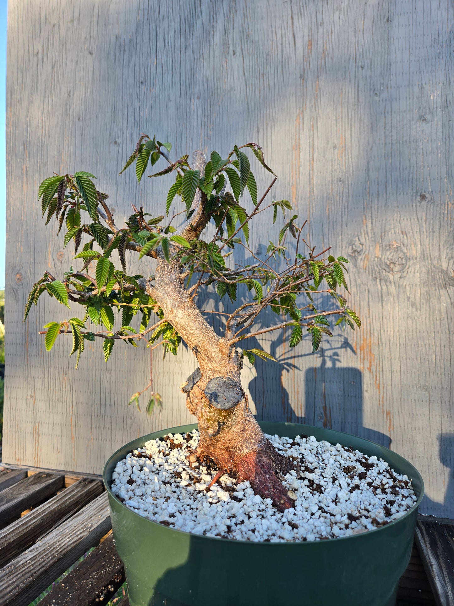 Carpinus japonica, Japanese Hornbeam, Cj sp2