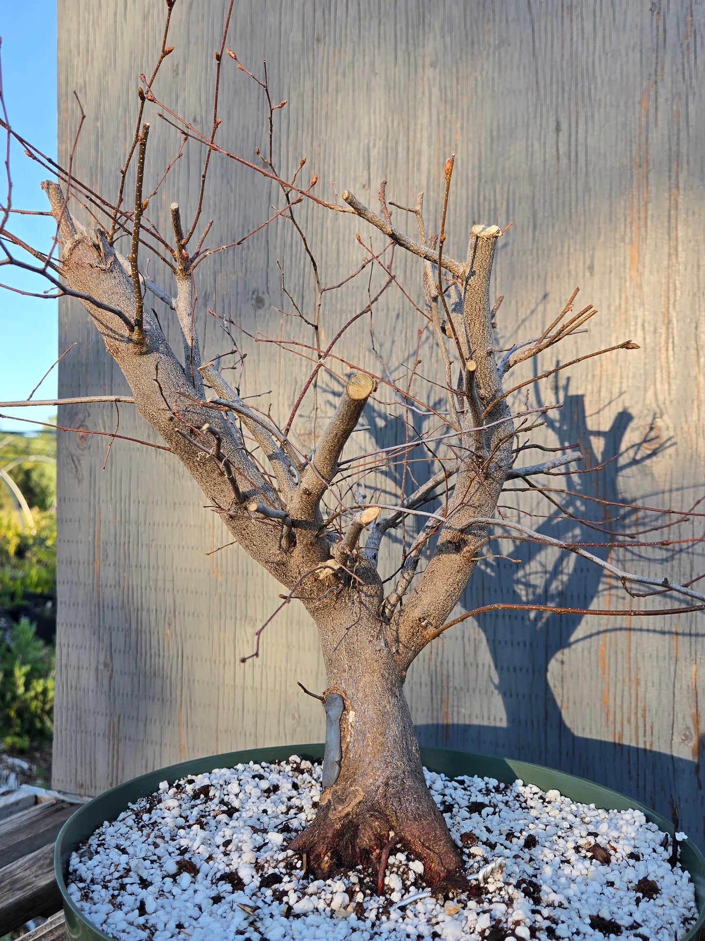 Carpinus laxiflora, Loose Flower Hornbeam Clax sp1