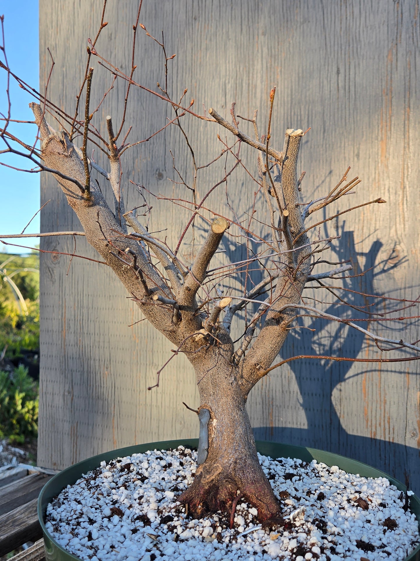 Carpinus laxiflora, Loose Flower Hornbeam Clax sp1