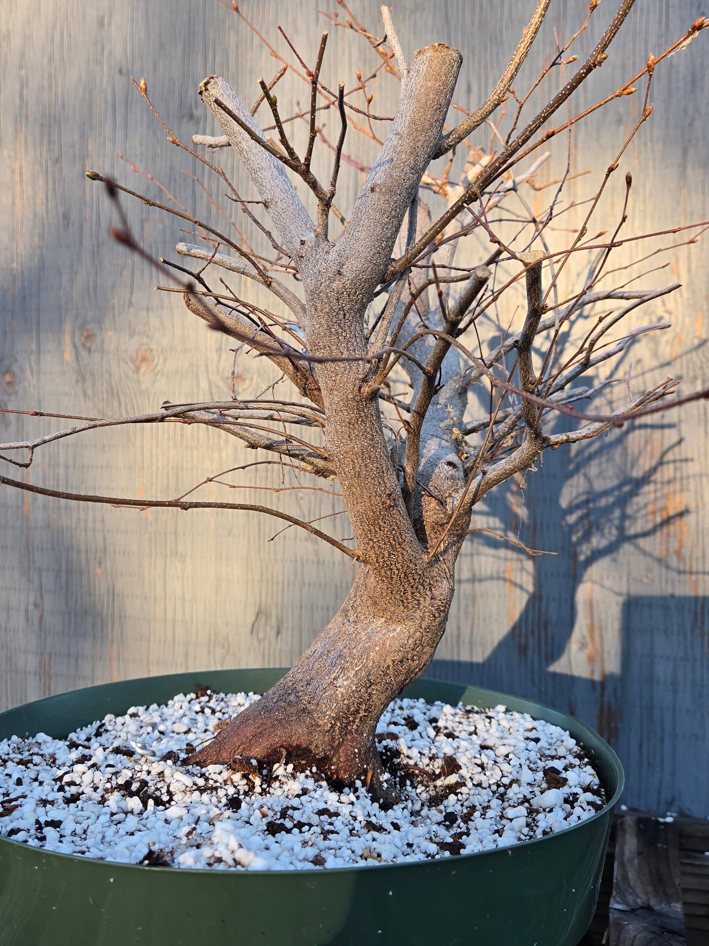 Carpinus laxiflora, Loose Flower Hornbeam Clax sp1