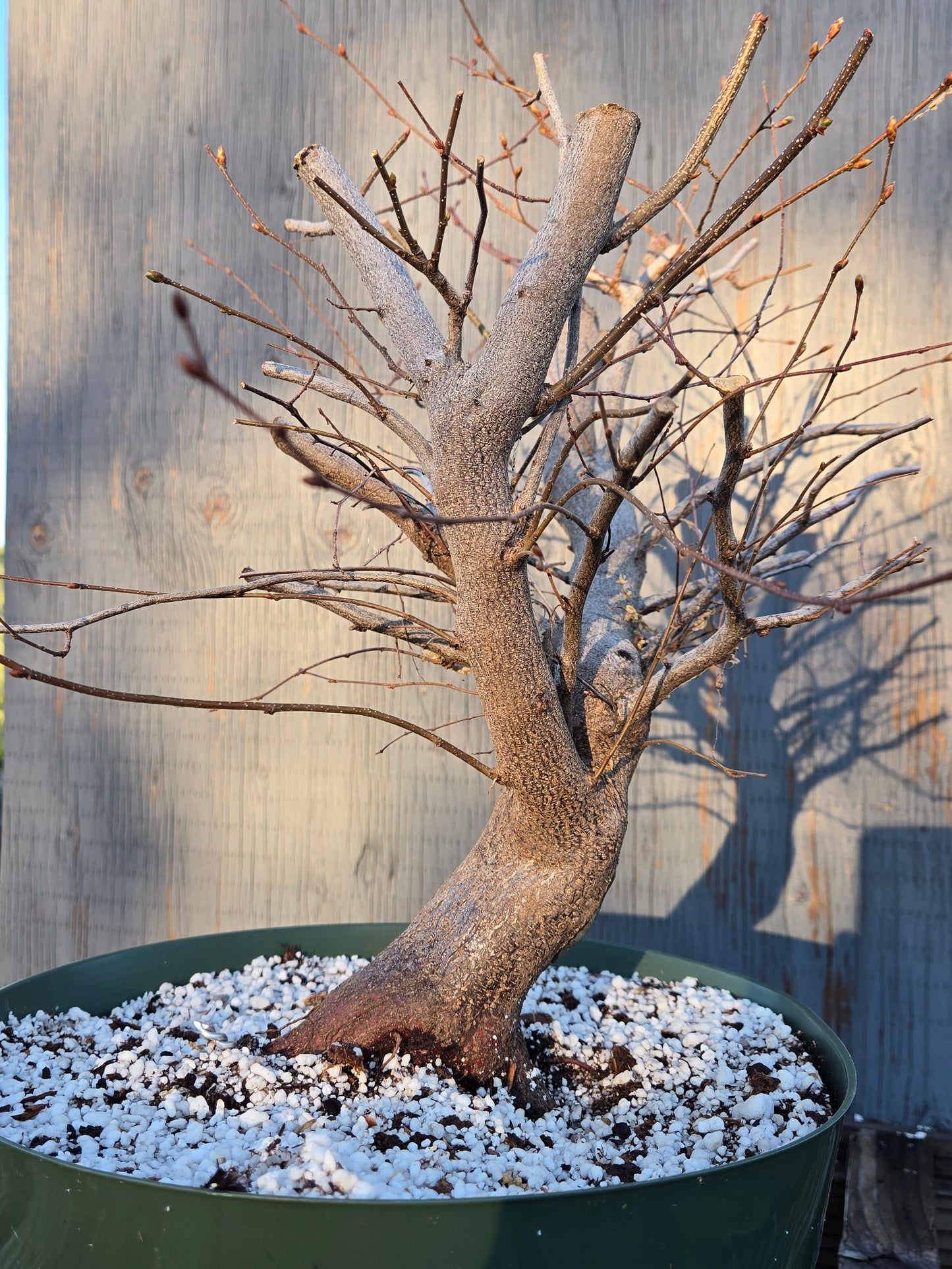Carpinus laxiflora, Loose Flower Hornbeam Clax sp1