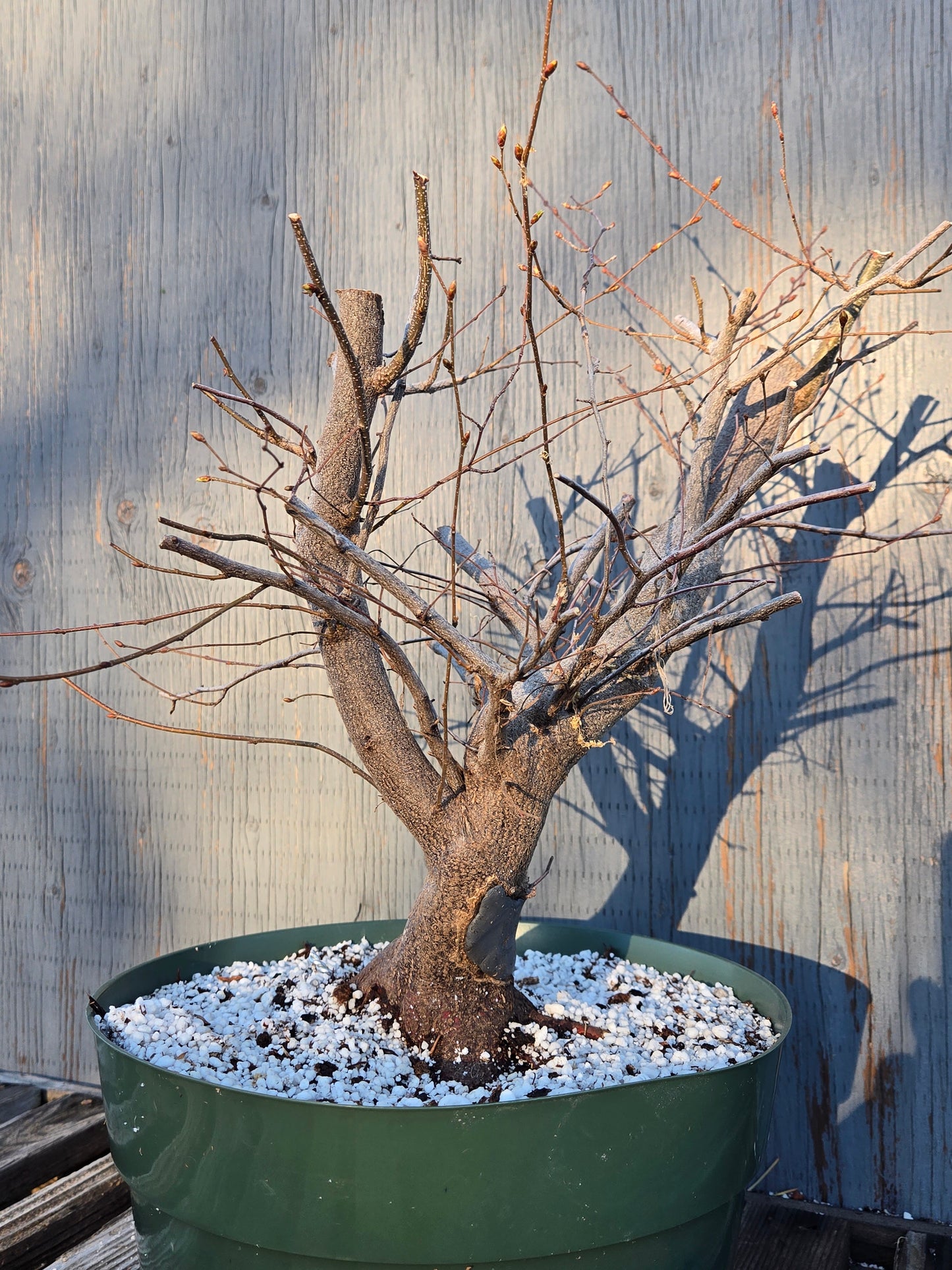 Carpinus laxiflora, Loose Flower Hornbeam Clax sp1