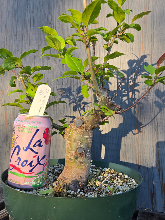 Hubei Crabapple, Malus hupehensis, Mhu sp1