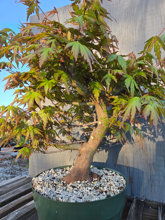 Field Grown Japanese Maple, Acer palmatum. Ap sp10