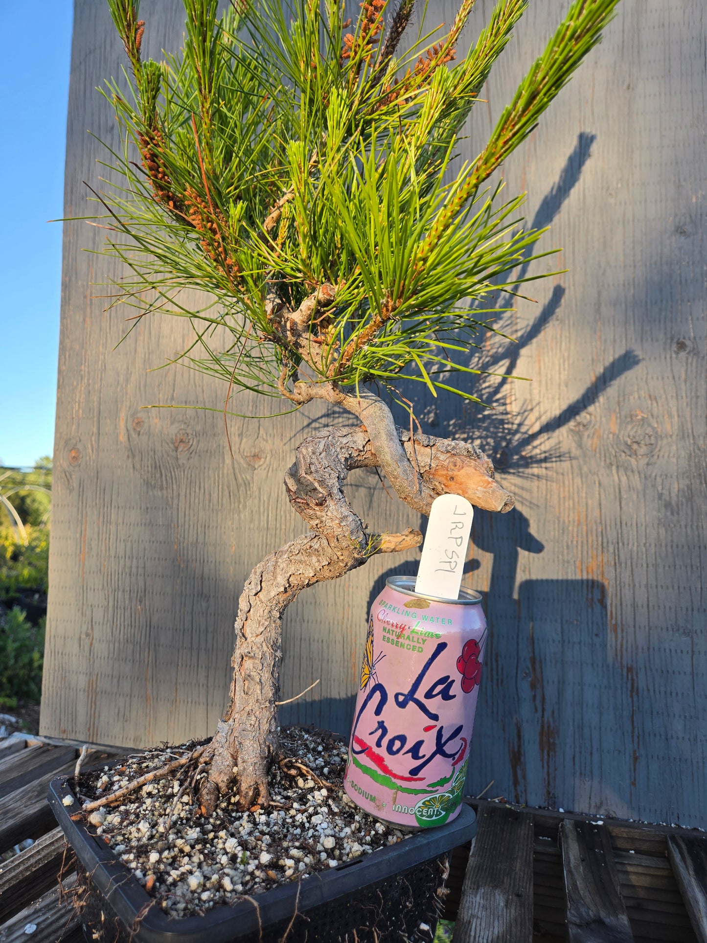 Japanese Red Pine, JRP sp1